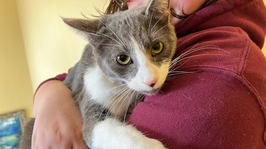 Grace, young, available for adoption