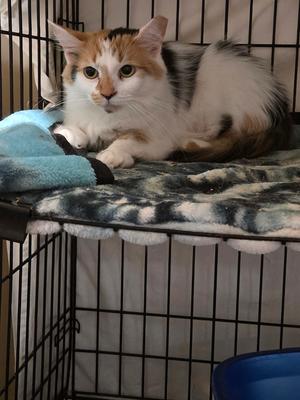Peaches, adult, available for adoption