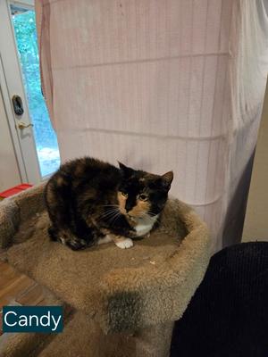 Candy, adult, available for adoption