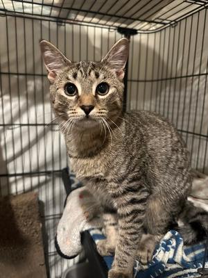 A tabby cat sitting in a cage, looking directly at the camera.