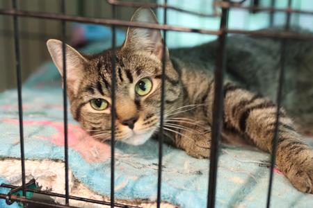 Zula, young, available for adoption