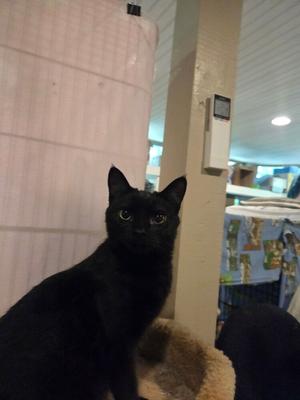 Purdy, available for adoption