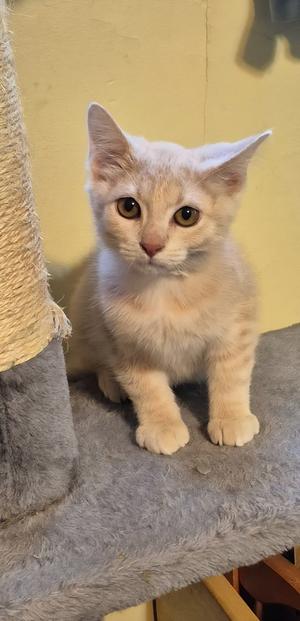 A light-colored kitten with large eyes sitting on a gray cat tree.