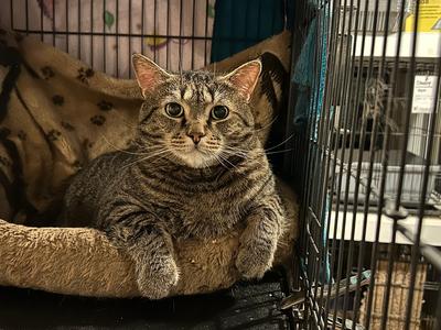 Ziggy, adult, available for adoption