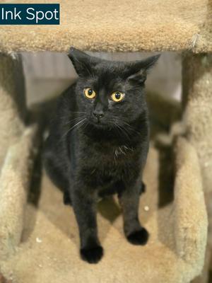 Ink Spot, available for adoption