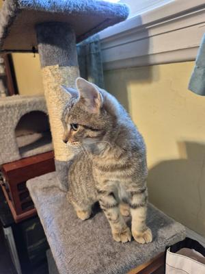 A tabby cat sitting on a cat tree