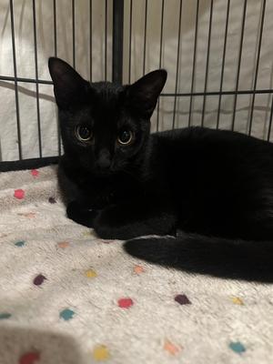 Sabrina, kitten, available for adoption