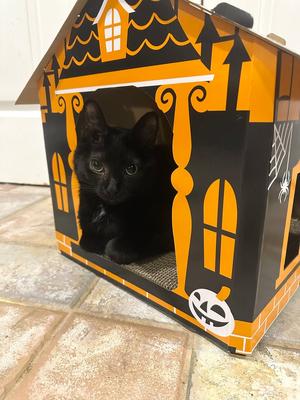 Nettie, adult, available for adoption