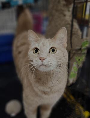 Walinda, adult, available for adoption