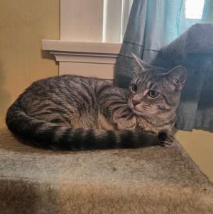 A tabby cat sitting on a carpeted surface, looking towards the camera with a curious expression. The cat has a striped coat with shades of brown and black, and its ears are perked up. The background includes a window with a blue curtain and a yellow wall.