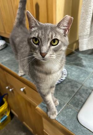 Allie, adult, available for adoption