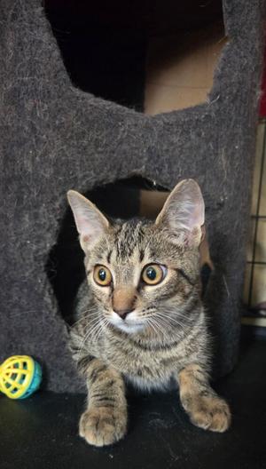 A tabby kitten with large, expressive eyes is sitting inside a dark, felt cat house. The kitten's fur is a mix of brown and black stripes, and it appears to be looking directly at the camera. A colorful ball is visible on the floor to the left of the cat house.