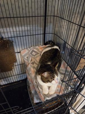 Nine, available for adoption