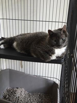 Charlie, senior, available for adoption