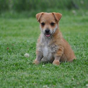 Donnie, Terrier / Dachshund, puppy, available for adoption