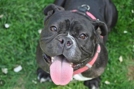 Yzma, Bulldog, young, available for adoption