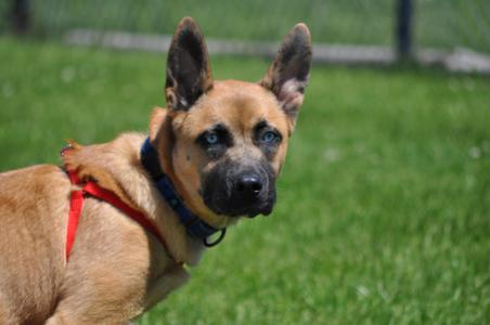 Niko, Shepherd, young, available for adoption