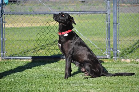 Millie, Labrador Retriever, adult, available for adoption