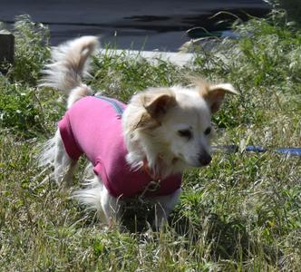 Grace, Chihuahua, adult, available for adoption