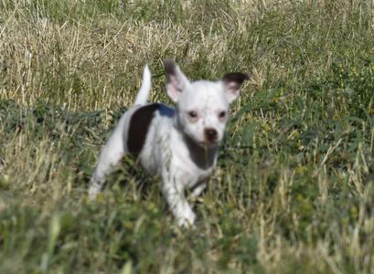 Gwen, Chihuahua, puppy, available for adoption