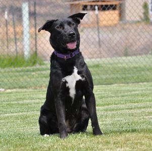 Luna, Labrador Retriever, adult, available for adoption