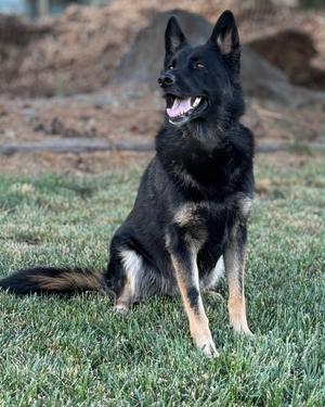 Ada, German Shepherd Dog, adult, available for adoption