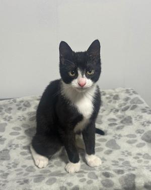 Dewey, young, available for adoption