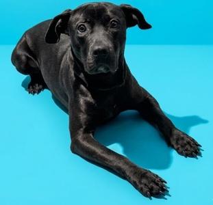 A black dog with its front paws extended on a blue background.