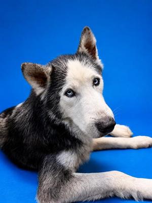 ARLO, Mixed Breed, adult, available for adoption
