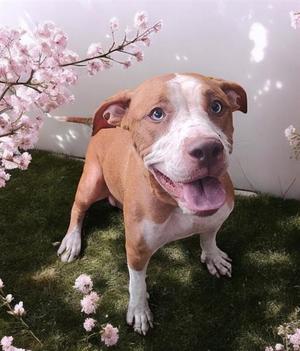 ANNABELLE, Mixed Breed, adult, available for adoption