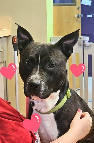 ALABAMA, Mixed Breed, young, available for adoption