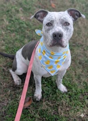 A pit bull dog wearing a blue bandana with yellow duck patterns, standing on grass with a pink leash attached to its collar.