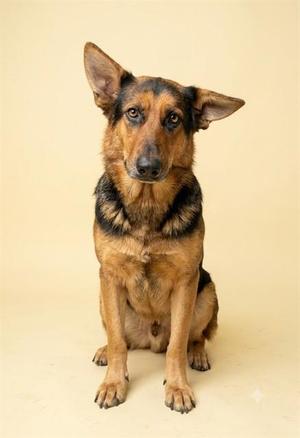 A German Shepherd dog sitting on a beige background.