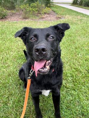 ANDRES, Mixed Breed, adult, available for adoption