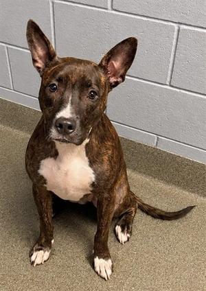 ABBIE, Mixed Breed, young, available for adoption