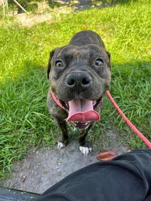 ALFRED, Mixed Breed, young, available for adoption