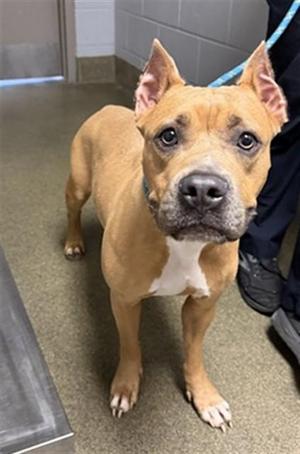 ANGELICA, Mixed Breed, adult, available for adoption