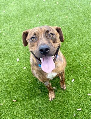 ANAKIN, Mixed Breed, young, available for adoption