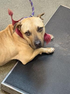 ALOE, Mixed Breed, adult, available for adoption
