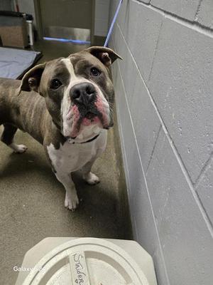 A grey and white dog with brown brindle markings looks towards the camera with a sad expression. The dog is standing indoors, possibly in a shelter, with a grey, cinder block wall on the right and a blue mat on the left. A white, octagonal container is in the foreground.