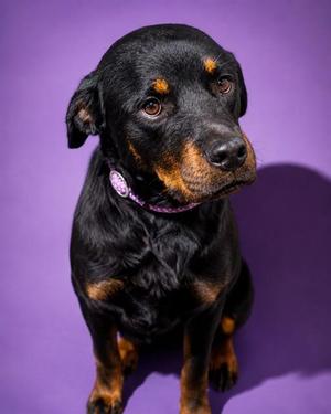 ARCANINE, Mixed Breed, young, available for adoption