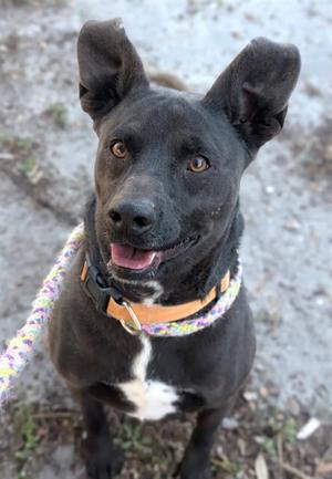 ARTEMIS, Mixed Breed, adult, available for adoption