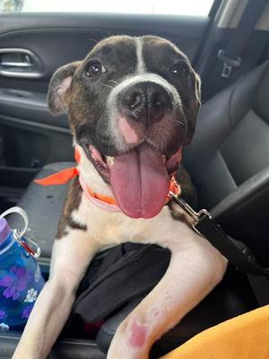 ATHENA, Mixed Breed, adult, available for adoption