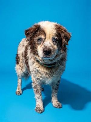 ALFREDO, Mixed Breed, adult, available for adoption