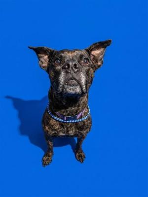 A brindle-colored dog with a blue collar is sitting on a blue background, looking up with its ears perked up.