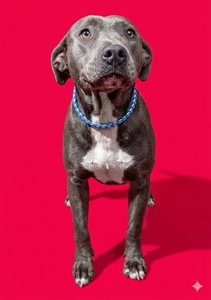 A grey and white pit bull-type dog standing against a solid bright red background, wearing a blue rope collar.