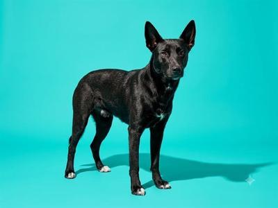 A black dog standing on a turquoise background