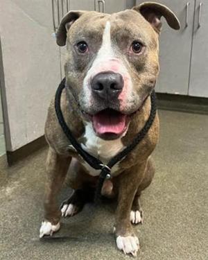 AUGUSTUS, Mixed Breed, adult, available for adoption