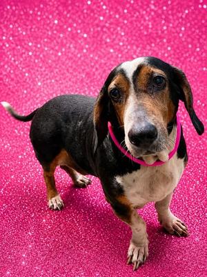ARTHUR MORGAN, Mixed Breed, adult, available for adoption