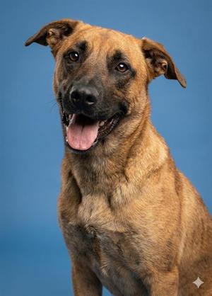 A brown dog with a black muzzle and floppy ears is sitting against a blue background, looking directly at the camera with its mouth open and tongue out.